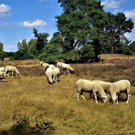 Schafe auf Westruper Heide